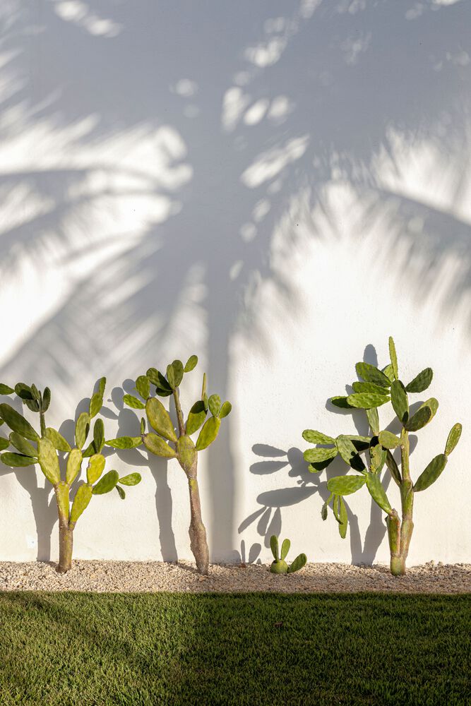 Landscaping Features in the backyard